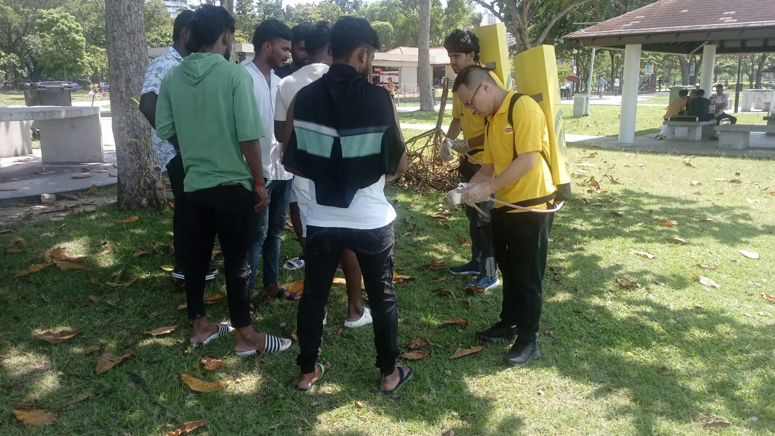Lipton activation